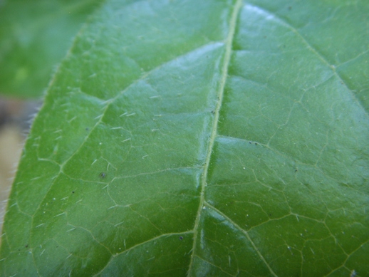 Viburnum tinus